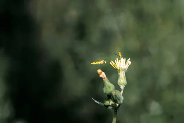 Ένας Τύπος Μύγας Hoverfly Sphaerophoria Τρέφεται Νέκταρ Ενός Άγριου Κίτρινου — Φωτογραφία Αρχείου