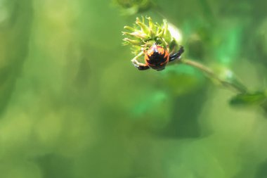 Kırmızı yengeç örümceği, sinnema globosum, arka görüş, Palencia, İspanya 'da vahşi bir çiçeğin avını bekliyor.