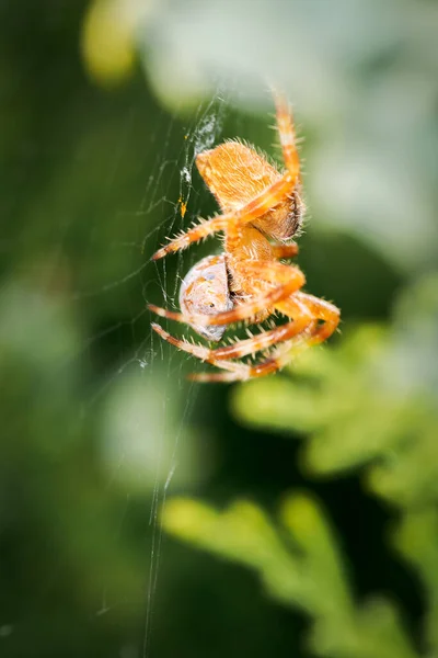 Araneus Diadematus Auf Seinem Netz Beim Fressen Eines Marienkäfers Coccinella — Stockfoto