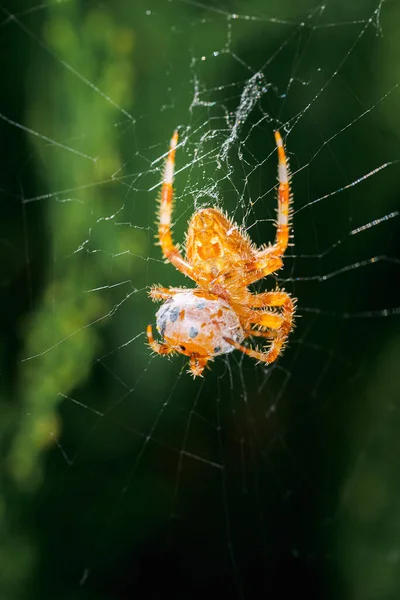 Araneus diadematus ağıyla bir uğur böceği yiyor. Palencia, İspanya 'da ilkbaharda kokcinella magnifica.