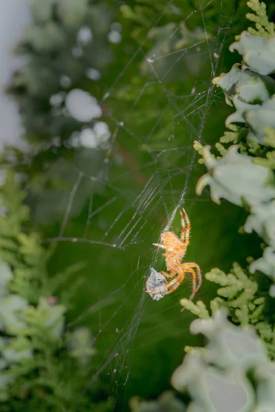 Araneus diadematus ağıyla bir uğur böceği yiyor. Palencia, İspanya 'da ilkbaharda kokcinella magnifica.