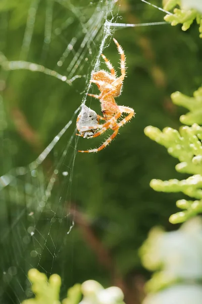 Araneus Diadematus Auf Seinem Netz Beim Fressen Eines Marienkäfers Coccinella — Stockfoto