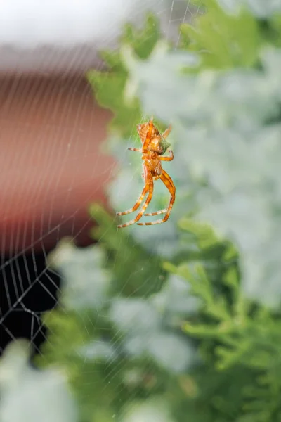 Visão Ventral Aranha Jardim Europeia Araneus Diadematus Sua Teia Orbe — Fotografia de Stock