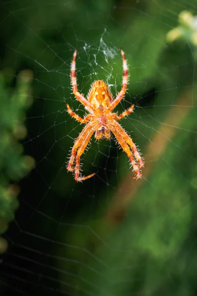 欧洲花园蜘蛛Araneus Diadematus的侧视图 在它的球网上等待猎物 — 图库照片