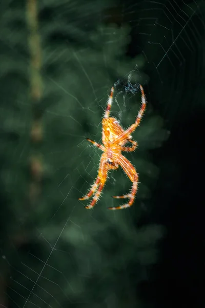 欧洲花园蜘蛛Araneus Diadematus的侧视图 在它的球网上等待猎物 — 图库照片