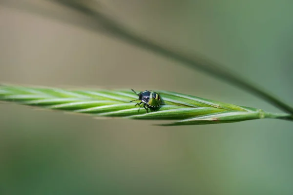small green beetle, nezara viridula mid instar nymph, walking on a leaf, in Palencia, Spain