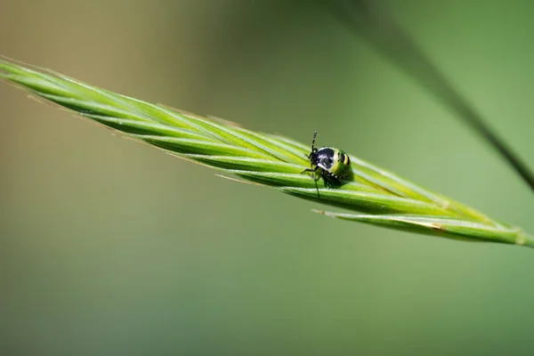 Kleiner Grüner Käfer Nezara Viridula Mid Instar Nymphe Auf Einem — Stockfoto