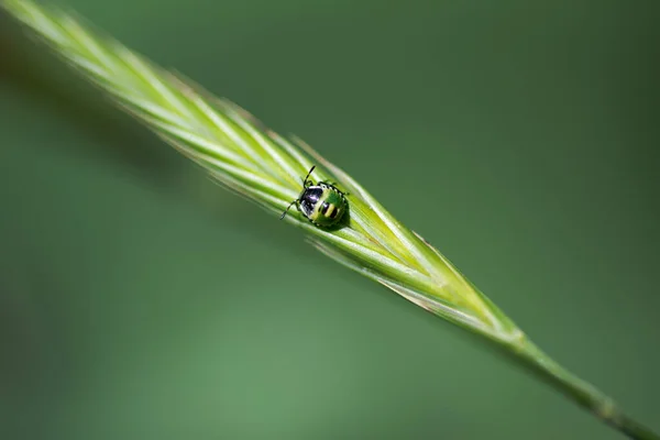 Kleiner Grüner Käfer Nezara Viridula Mid Instar Nymphe Auf Einem — Stockfoto