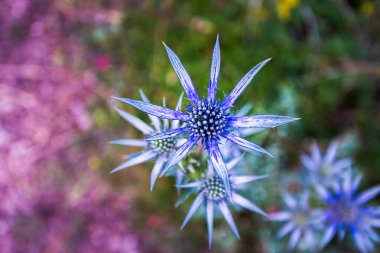Güzel mavi yabani çiçek, eryngium bourgatii, İspanya, Palencia 'da yaz aylarında çiçek açıyor. Makro fotoğrafçılık.