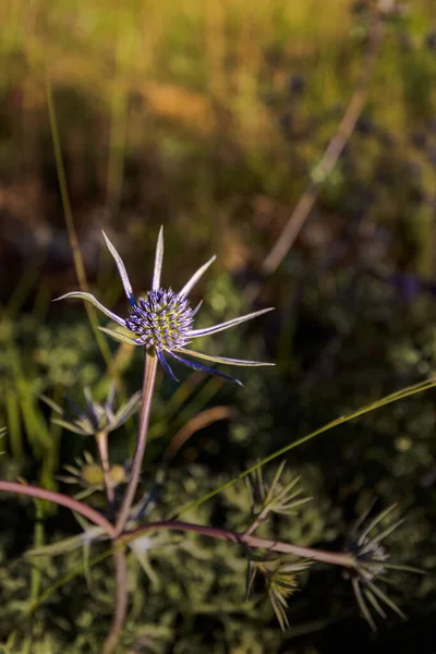 Hübsche Blauviolette Wildblume Eryngium Bourgatii Blüht Sommer Palencia Spanien Makrofotografie — Stockfoto