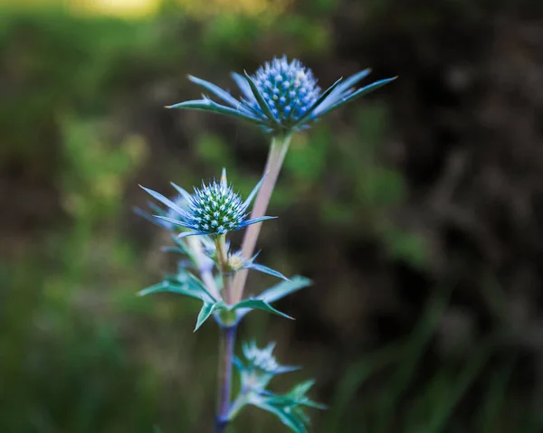 Pěkně Modrá Fialová Divoká Květina Eryngium Bourgatii Kvetoucí Létě Palencii — Stock fotografie