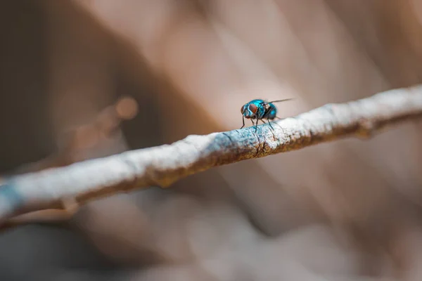 Gemeine Grüne Flaschenfliege Lucilia Sericata Die Sommer Einer Pflanze Ruht — Stockfoto