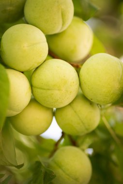 Ekolojik beyaz erikler, yeşiller, ev bahçesinde olgunlaşan zehirli maddeler. Palencia, İspanya