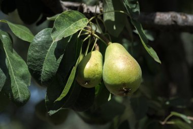 Yazın bir bahçe ağacına asılmış olgunlaşmamış armutlar. Palencia, İspanya.