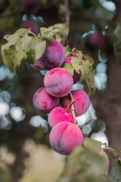 Garden Plum Tree Branch Garden Plum Tree Abundance Hanging Ripening — Stock Photo, Image