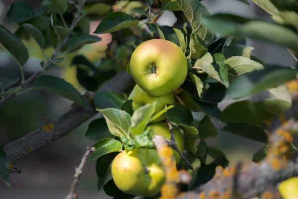 Apple tree. Reinette apple tree with abundance of ripening apples. Spain.