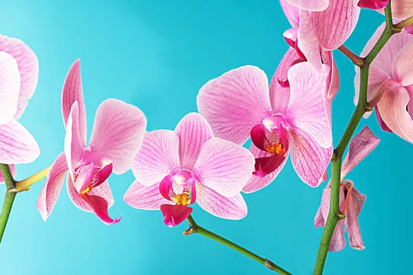 Grupo Violeta Roxo Doritaenopsis Orquídea Contra Fundo Ciano Sólido Falaenopsis — Fotografia de Stock