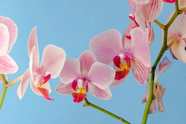 Grupo Violeta Roxo Doritaenopsis Orquídea Contra Fundo Ciano Sólido Falaenopsis — Fotografia de Stock