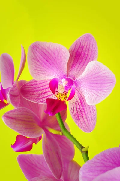 Violeta Roxo Doritaenopsis Orquídea Contra Fundo Amarelo Sólido Falaenopsis Híbrida — Fotografia de Stock