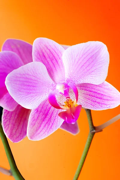 Violeta Roxo Doritaenopsis Orquídea Contra Fundo Laranja Sólido Falaenopsis Híbrida — Fotografia de Stock