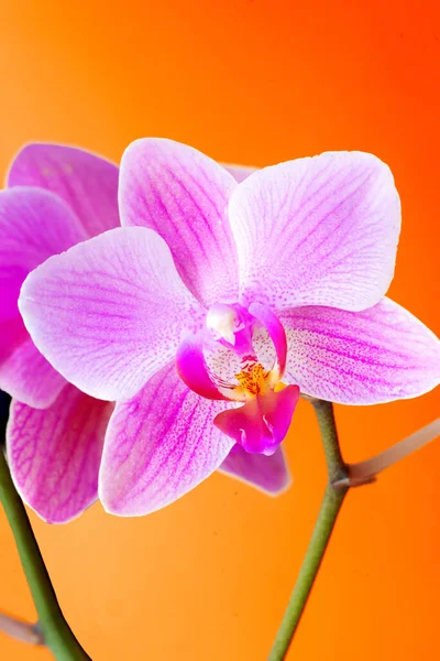 Turuncu arka planda mor doritaenopsis orkidesi. Melez falaenopsis