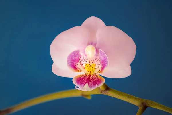 Orquídea Doritaenopsis Violeta Roxa Isolada Contra Fundo Azul Sólido Falaenopsis — Fotografia de Stock