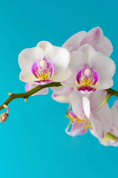 Grupo Flor Branca Orquídea Phalaenopsis Contra Fundo Ciano Sólido Flor — Fotografia de Stock