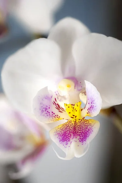 Flor Branca Isolada Orquídea Phalaenopsis Contra Fundo Ciano Sólido Flor — Fotografia de Stock