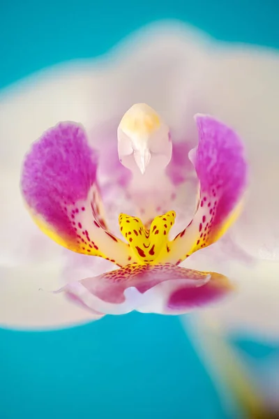 Detalhes Labelo Coluna Flor Branca Orquídea Phalaenopsis Contra Fundo Ciano — Fotografia de Stock