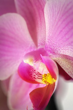 Doritaenopsis orkidesinin etiketi ve sütununun detayları. Melez falaenopsis