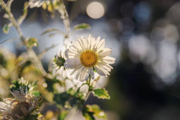 Beyaz çiçek, papatya ya da Bellis perennis, güneşli bir yaz gününde. Palencia, İspanya