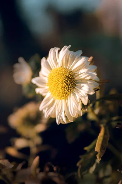 Beyaz çiçek, papatya ya da Bellis perennis, güneşli bir yaz gününde. Palencia, İspanya