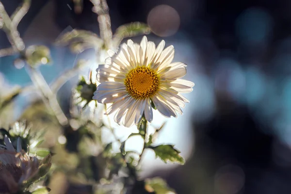 Fleur Blanche Marguerite Bellis Perennis Par Une Journée Ensoleillée Été — Photo