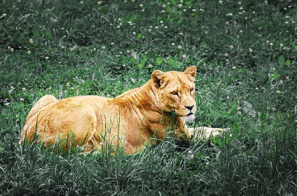 Lioness Relaxed Resting Grass Zoo — Stock Photo, Image