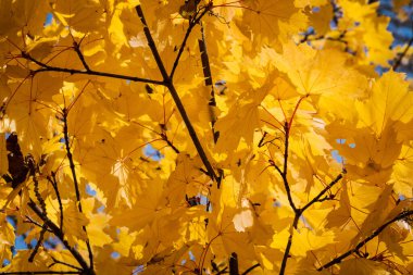 Sonbahar renkleri, sarı yapraklı ağaçlar