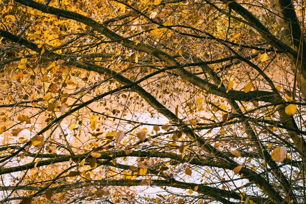 Cores Outono Árvores Com Folhas Amarelas — Fotografia de Stock