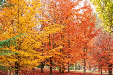 Sonbahar renkleri, kırmızı yapraklı ağaçlar