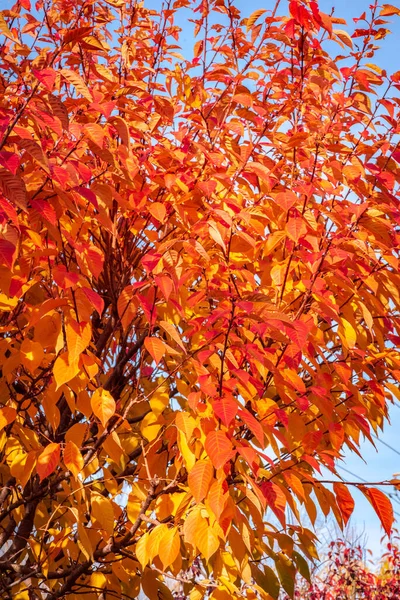 Cores Outono Árvores Com Folhas Vermelhas — Fotografia de Stock