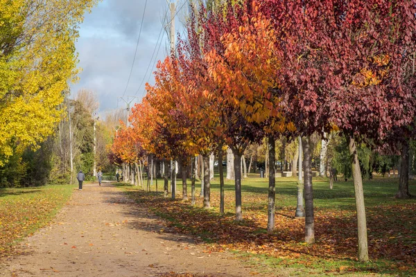 Autumn Colors Trees Red Leaves — Stock Photo, Image