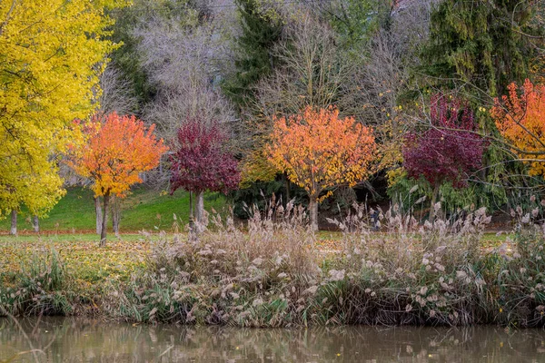 Colori Autunnali Alberi Con Foglie Rosse — Foto Stock