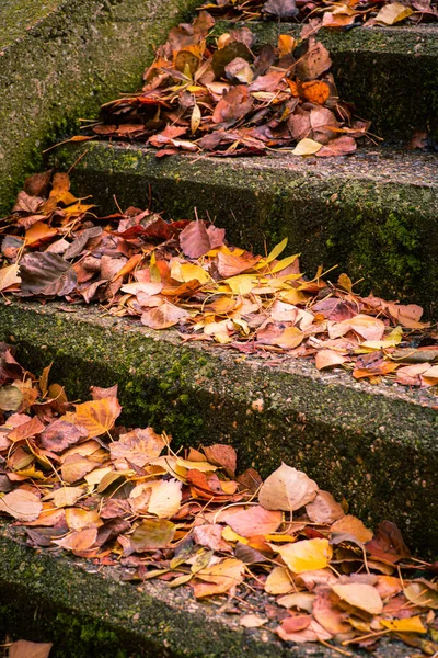 Stairs Park Covered Leaves Autumn — Stock Photo, Image