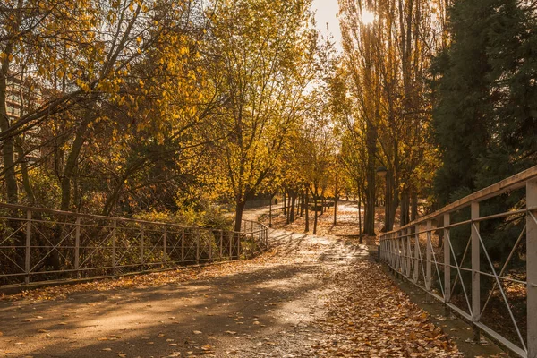 Pequeño Puente Parque Cubierto Hojas Otoño — Foto de Stock