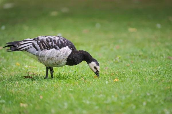 Siyah beyaz ördek, Barnacle kaz, Branta lökosis, çimenlerdeki tek yaban kazı.