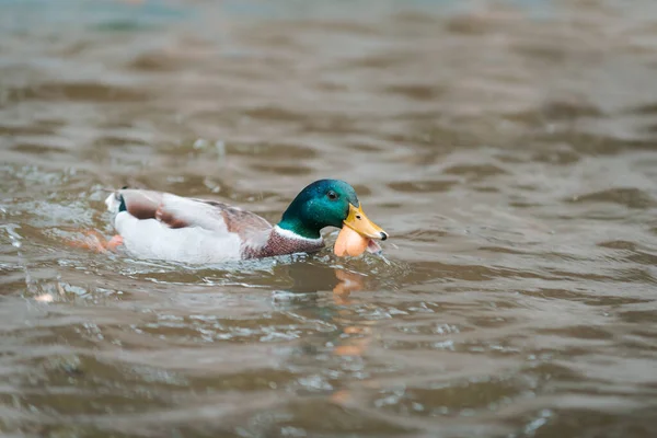 Ducks Swimming Pond Autumn Spain — Stock Photo, Image