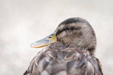 Dişi ördek, Anas Platyrhynchos, İspanya 'da sonbaharda bir parkta yaşıyor.