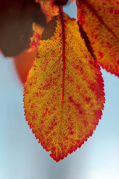 Folhas Mudando Cores Outono Vermelho Laranja Cores Amarelas Detalhes — Fotografia de Stock