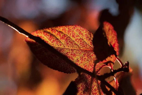 Folhas Mudando Cores Outono Vermelho Laranja Cores Amarelas Detalhes — Fotografia de Stock