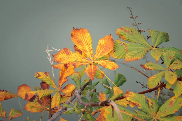 Folhas Mudando Cores Outono Vermelho Laranja Cores Amarelas Detalhes — Fotografia de Stock