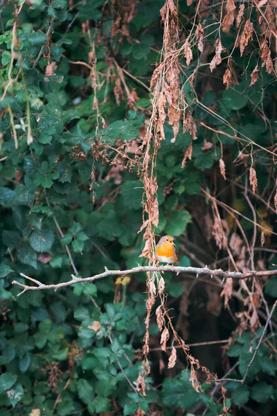 Robin Europeo Erithacus Rubecula Cantando Una Rama Entre Fondo Verde —  Fotos de Stock