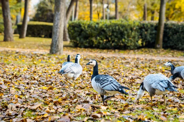 Grupo Patos Pretos Brancos Barnacle Ganso Branta Leucopsis Descansando Grama — Fotografia de Stock